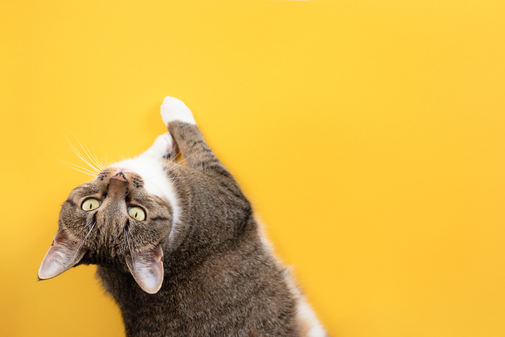 Gray Cat Relaxing on a Yellow Background